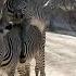 Grevy S Zebras Mating LA Zoo Los Angeles California USA December 1 2021