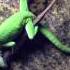 Green Anole Sex