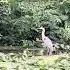 2 Big Handsome Blue Herons Split Screen Birds Birdlovers Nature Short Ponds Greatblueheron