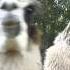 Llama Alarm Call