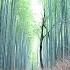 How Crowded Is Kyoto In 2020 The Bamboo Forest