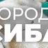 Все о породе СИБА ИНУ Плюсы и минусы уход характер отзывы поведение дрессировка история