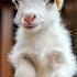 The Cutest Little Animals Cuteanimals Ai Minianimals