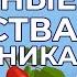 Полезные свойства шиповника Чай с шиповником и ингаляции маслом розы