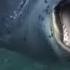 Leopard Seals Lords Of The Ice Documentary