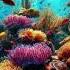 Rainbowreef Fiji DavidArkenstone Is Considered 1 Of The Most Colorful Coral Reefs In The World