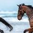 NEW HORSES FIRST BEACH TRIP Captured On The Insta360 GO3S