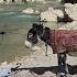 Dariush S Return Preparing Sand From The River With A Donkey For Cementing The Cooking Space Kohgol