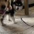 Adorable Baby Boy Wakes Up To New Puppy And Golden Retriever So Cute