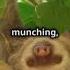 Sloth Time Lapse A Day In Slow Motion Facts Animals Reels