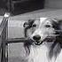 Lassie A Christmas Story Christmas Special Full Episodes