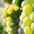 Uzumni Issiqxonada Yetishtirish Uzum Dehqonchilik Issiqxona Greenhouse Grape Growth