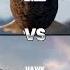 Eagle Vs Crow Vs Birds Falcon Hawk Shoubil Pterodactyl