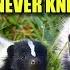 Skunk 10 FACTS You NEVER KNEW