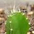 Dragon Fruit Growing Time Lapse 126 Days In 56 Seconds