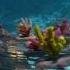 Reviving A Coral Paradise In The South Pacific BBC Earth