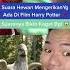 Suara Hewan2 Mengerikan Yg Ada Di Film Harry Potter Shorts YouTubeShorts