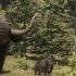 TheHunter Call Of The Wild Cape Buffalo Water Buffalo Wild Yak And Bison HUnt