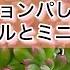 多肉植物 毎年毎年チョンパして増やしたミニベルとミニベル錦 1人になった私の戯言