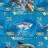 Hungry Shark World All 34 Sharks Unlocked Mecha Sharkjira Toxic Sharks Android IOS 2021