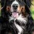 5 Tricks To Teach Your Dog That Look Cute In Pictures Bernesemountaindog Dogtricks Cutedog