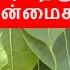 அரச ம வ ம ப ம தர ம அச த த ய நன ம கள Vembu Benefits In Tamil Benefits Of Arasa Maram In Tamil