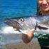 Big Barracuda Catch Feed ñ Capture Ft Jessica Catch ñ Cook On The Beach