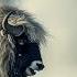 ARCTIC PREDATOR The Unsung Heroes Of The Arctic Nature Animal Documentary