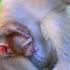 Great Mother Monkey Carefully Breastfeed Take Care Her Cute Baby Monkey Perfectly