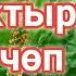 Бака жалбырактын дарылык касиети Ден соолука пайдалуу чөптөр КЫРГЫЗЧА