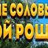 Красивое Пение Соловья В Берёзовой Роще Окунет Вас В Детство И Подарит Заряд Хорошего Настроения