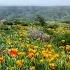 Wild Tulips Of Karatau Mountains Uzbekistan