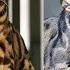 Types Of Bengal Cat Colors Bengal Cat Coat Colous 2022