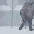 01 28 2023 Waterloo IA Winter Storm Crashes Plows And Traffic