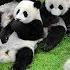 Life Of Rare Panda National Geographic And Wildlife Animal Documentary