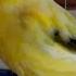 For Training Canary Singing Russian Singer Canary Singing Canto De Canario Bird Sounds