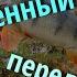 Одиночный поход Один в лесу 14 км по тайге Ловля крупного окуня на воблер Продолжение