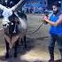 World Biggest CHAND BAIL Syedfahad Loveanimals Animal Cow