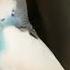 This Woman Finds An Abandoned Parakeet In New York City The Dodo Soulmates