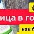 Грибница белые шарики или грибы в горшке орхидеи фаленопсиса Опасно Как бороться Фунгицид Ранман