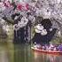 Experience The Beauty Of Hirosaki S Cherry Blossoms