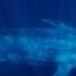 Blue Whale Amazing Animals