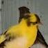 Female Fife Canary Yellow Variegated