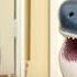 Adorable Baby Shark Sees His Reflection For The First Time You Won T Believe His Reaction