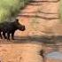 Tierno Momento De Un Bebé Rinoceronte Corriendo Baby Rhino Running Bebê Rinoceronte Shorts