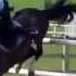 Epic Fail Horse Caduta Da Cavallo Divertente