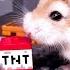 Major Hamster Is TNT MASTER Stories With Major Hamster Blowing Things Up