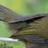 Antiphonal Duet Between Male And Female Eastern Whipbirds Mount Tibrogargan Sunshine Coast QLD