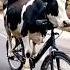 Cow Ne Cycle Chaliye Shorts Funny Cow