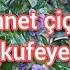 CENNET ÇİÇEĞİ Kufeya BAKIMI